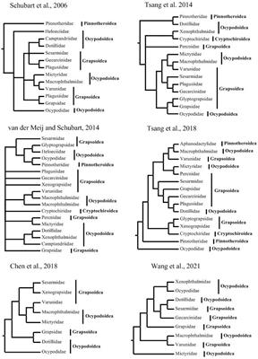 Mitogenomes Provide Insights Into the Evolution of Thoracotremata (Brachyura: Eubrachyura)